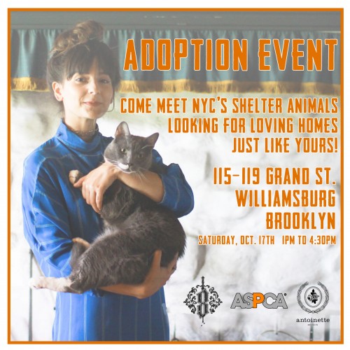aspca brooklyn adoption