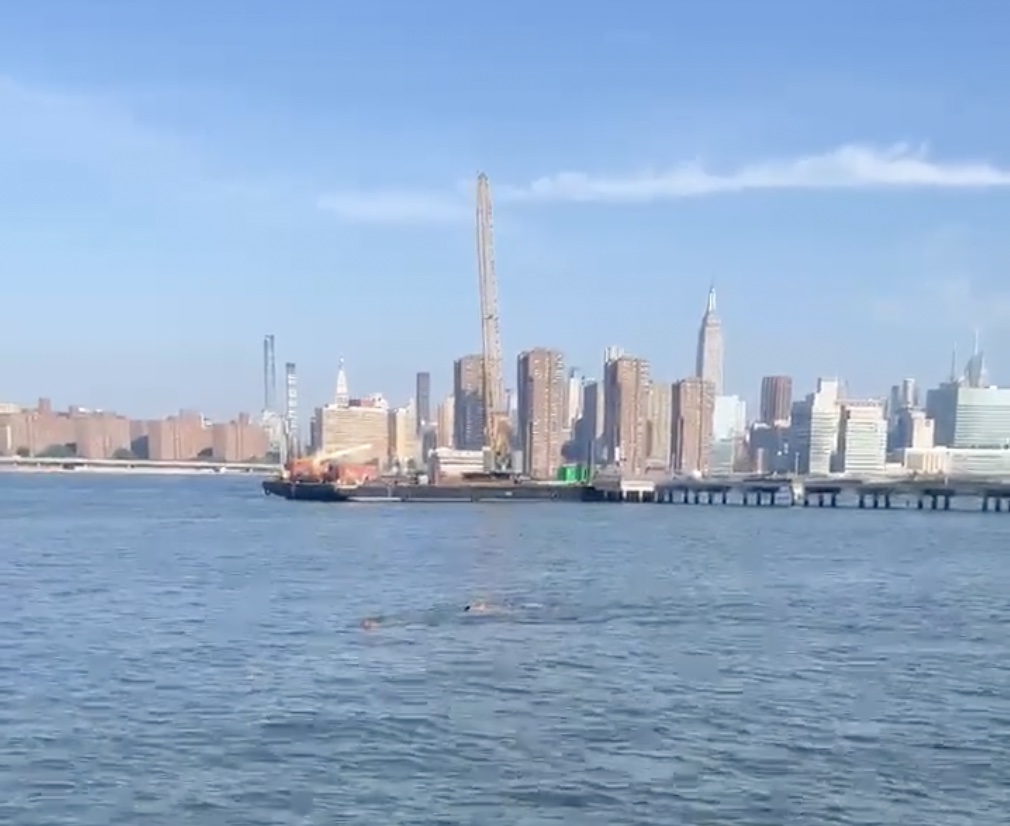 Was This You Swimming In The East River We Just Wanna Chat Greenpointers