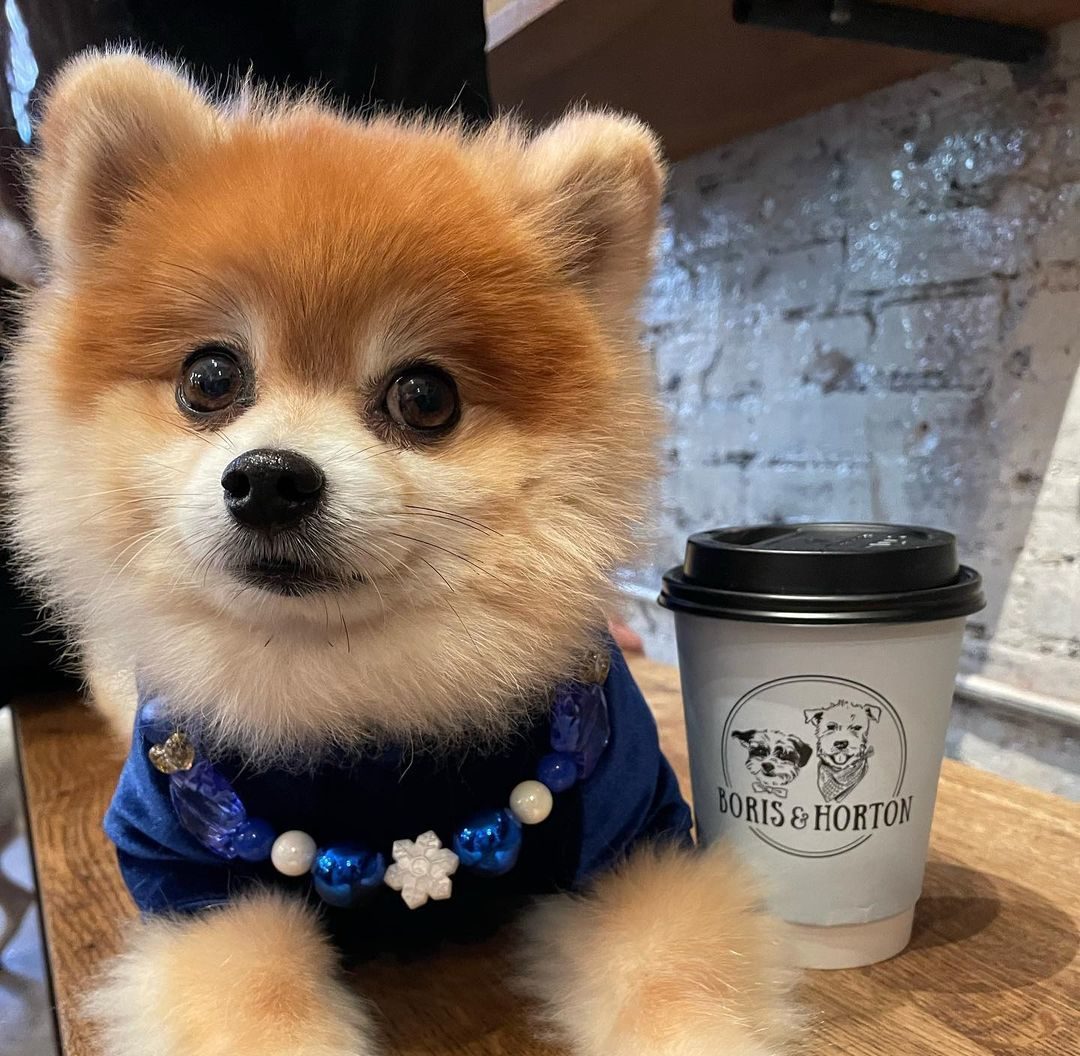 Dog café in New York City: Boris & Horton pairs coffee with canines