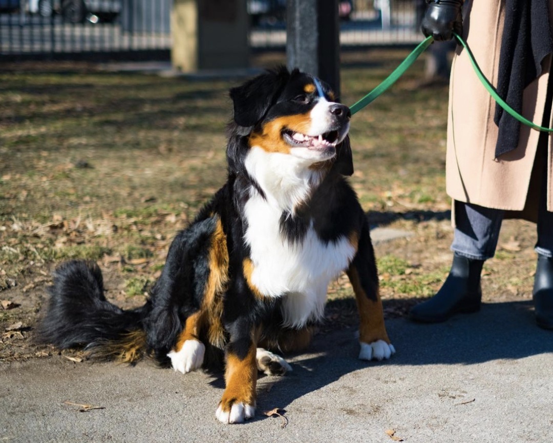 North Brooklyn Dogs Launches Census to Help Furry Friends Get Much-Needed Resources - Greenpointers