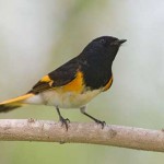 American Redstart Greenpoint Brooklyn