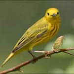 Yellow Warbler Greenpoint Brooklyn