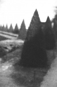 "Pointed Bushes, Versailles, 1993"