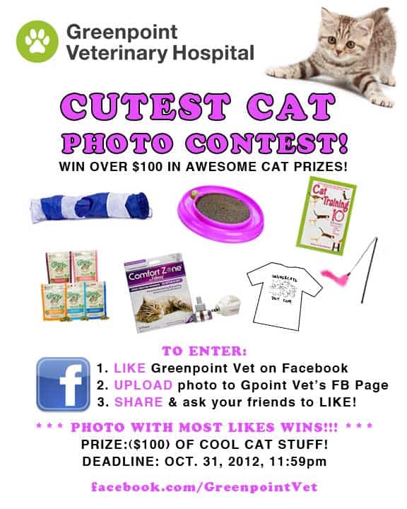 catcontest_greenpoint cat photo contest