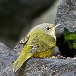 mourning-warbler-greenpoint mourning warbler