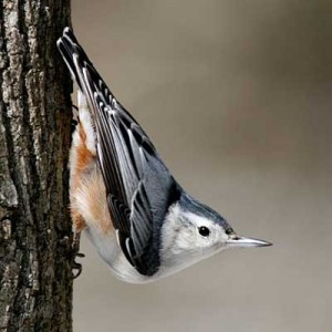 white_breasted_nuthatch_Greenpoint_brooklyn