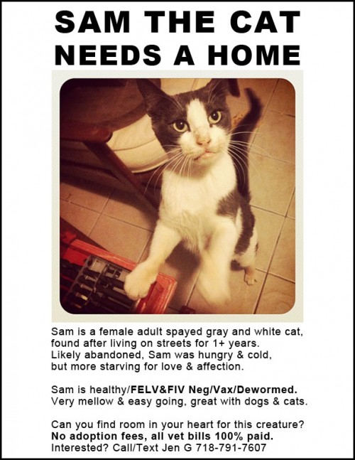samt_cat_web