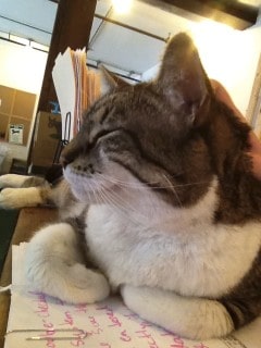 catnap