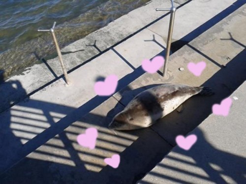 harpytheseal