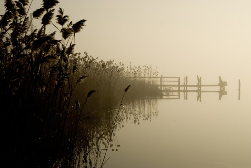 Stick dock and Phragmite on Wills Creek.
