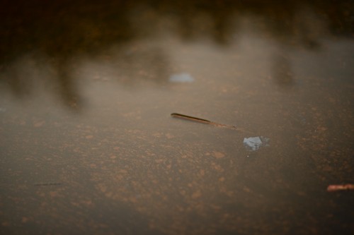 Pollutants in Ely Creek.