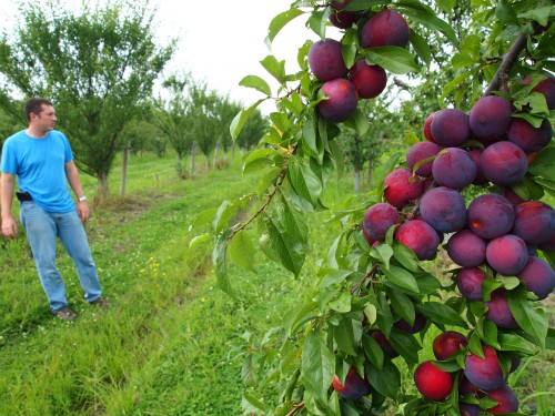 farmeralex