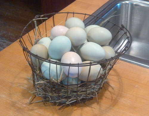 FullCircle_basket of Americana eggs