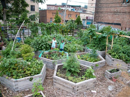 Bushwick City Farm c/o Brooklyn Spaces