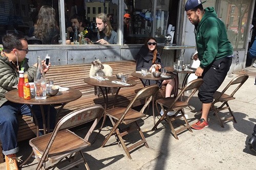 Photo by Nick Ramsey, via DNAinfo