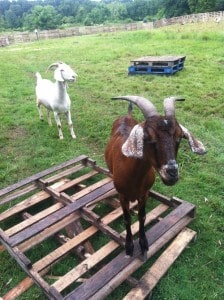 via Dirty Boots Farm