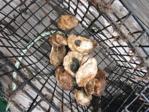 Shells possibly from your oyster happy hour!