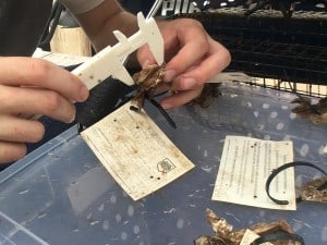 Measuring the new oysters