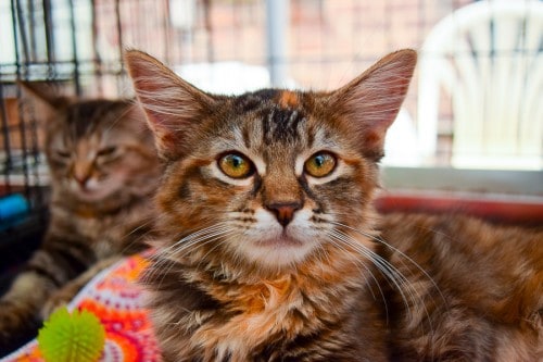 kittens available for adoption at Muddy Paws Muddy_Paws_Sidra_Burshteyn_Greenpointers-13