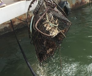 An oyster restoration site's cages