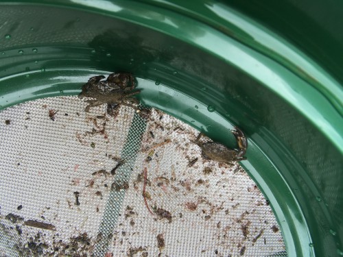 Various crabs and seashells have been spotted hanging around the restoration sites