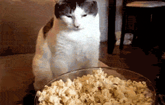 cat doesn't understand popcorn.