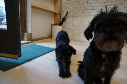 Hugo and Chauncey
