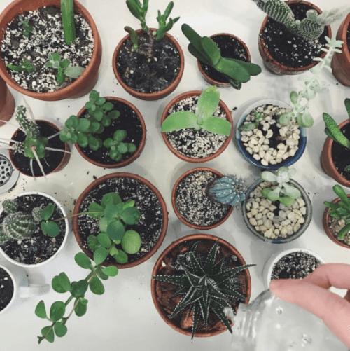 plants via @tinybloom Instagram