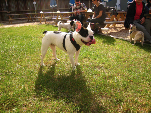 Way back in 2010, when t.b.d. used to allow dogs in the backyard! Those were the days. Photo: Megan Penmann