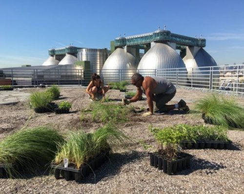 Field Day Friday at Kingsland Wildflowers, photo via Newtown Creek Alliance