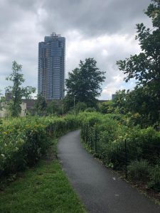 Transmitter Park wildflower path. Photo: Megan Penmann