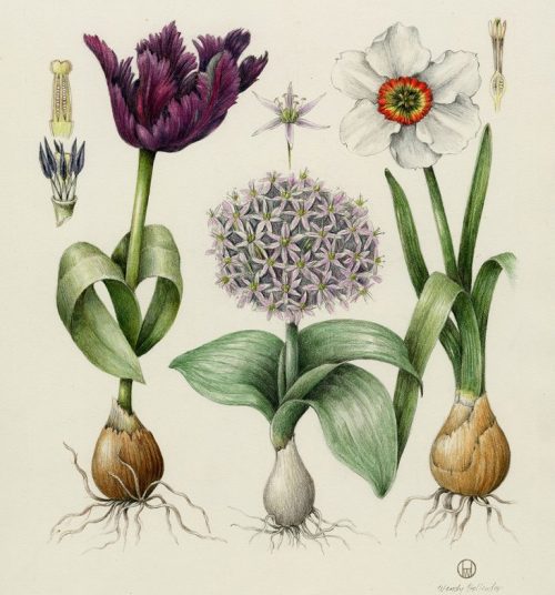 Get Your Art On: Two FREE Botanical Illustration Classes (7/20 & 7/25 ...