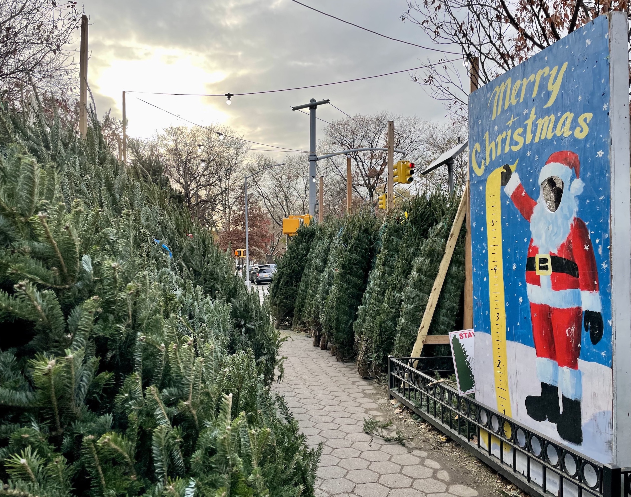 The 2024 Guide to Buying a Christmas Tree in North Brooklyn - Greenpointers