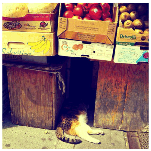 Deli Cat Greenpoint