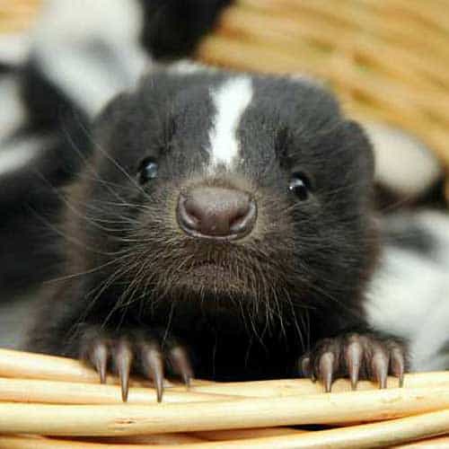 baby skunk face