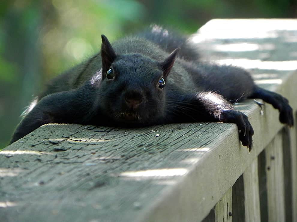 black squirrel