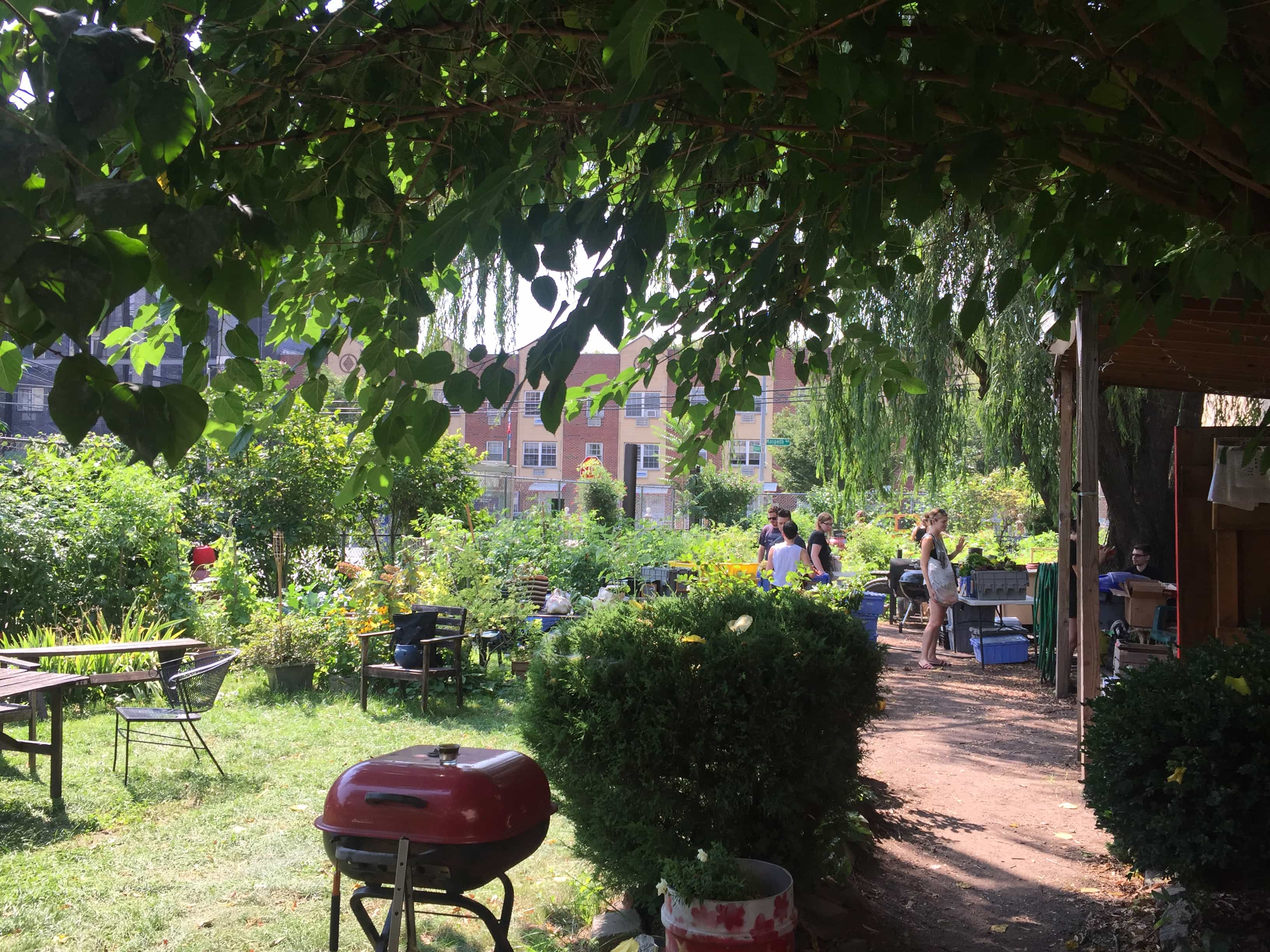 Red Shed Community Garden. Photo by Megan Penmann