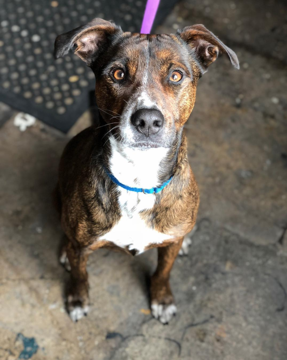 Brouwerij Lane dog, photo via Instagram