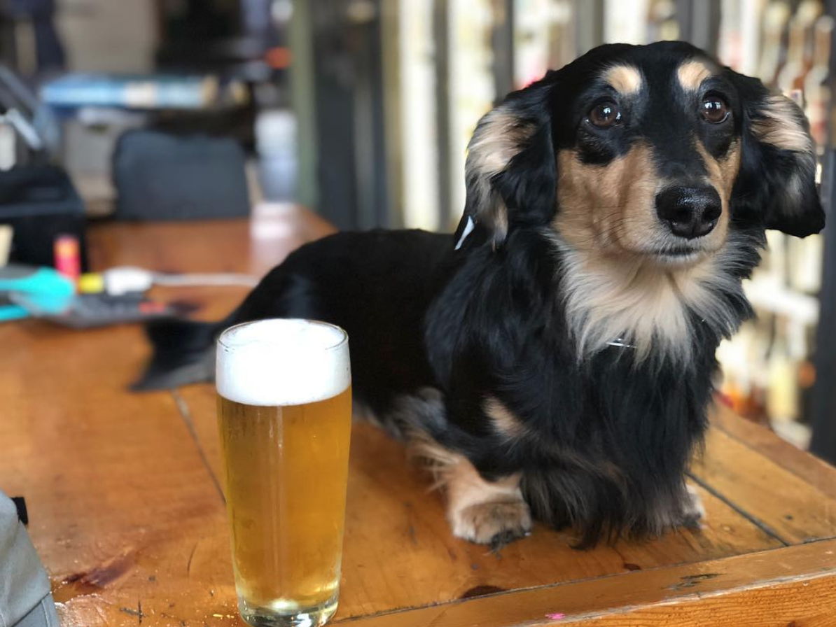 Brouwerij Lane pooch Walter, photo via Instagram