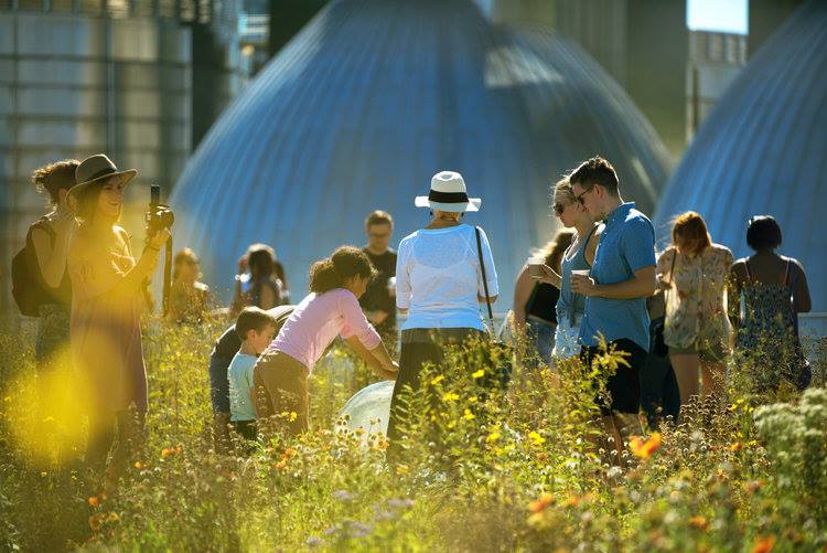 summersaturdays-kingslandwildflowers