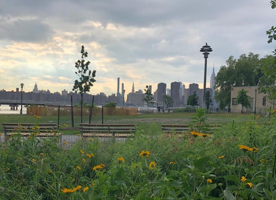 Wildflowers in Transmitter Park. Photo: Megan Penmann