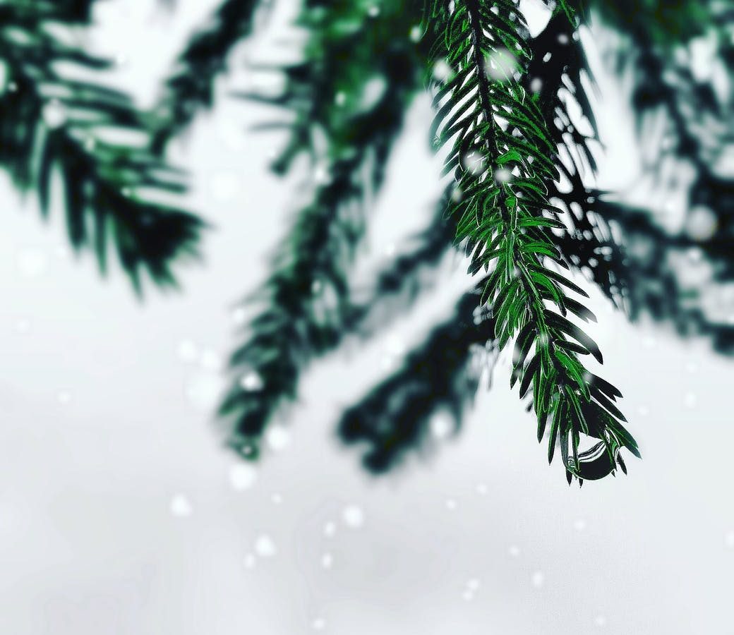 selective color photography of pine leaf