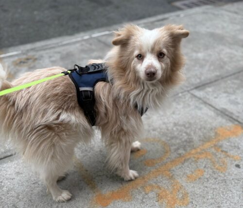 Greenpoint Man Accused of Animal Abuse Wages Court Battle to Get Dogs Back 