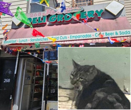 Rescuers Save Cat Allegedly Abandoned in Front of Greenpoint Bodega