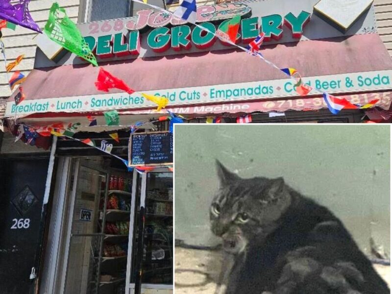 Rescuers Save Cat Allegedly Abandoned in Front of Greenpoint Bodega