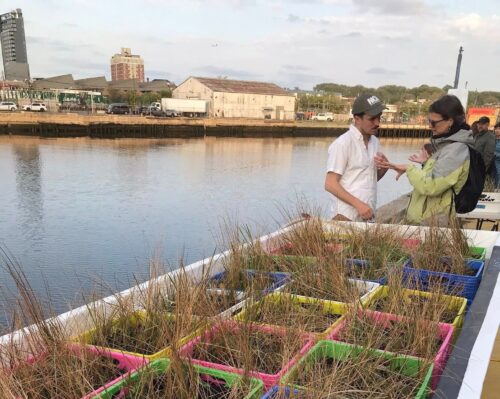 Meet TINA, a Tank Full of Mussels Helping to Clean Up Newtown Creek