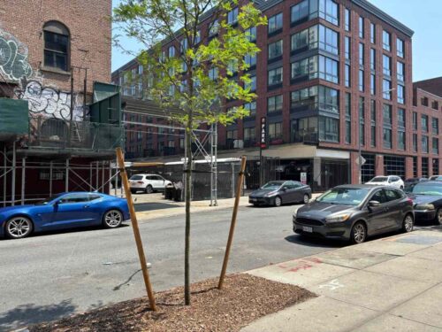 Williamsburg and Greenpoint Get More Than 300 New Street Trees